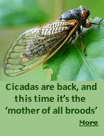The last time the periodical cicadas known as Brood XIV emerged, Netflix was still sending DVDs through the mail, people were buying ringtones for their Blackberries, and Barack Obama was about to be elected president of the United States.  Seventeen years later, the world is a very different place. But for periodical cicadas, which spend more than a decade underground as nymphs before emerging in one giant wave as winged adults, it's business as usual.